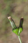 American burnweed